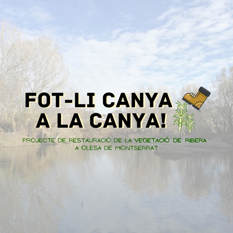 Nova campanya del 'Fot-li canya a la canya!' per recuperar el bosc de ribera a Olesa de Montserrat